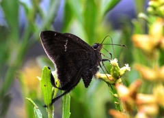 Eudamini