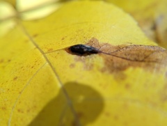 Phylloxera caryaevenae