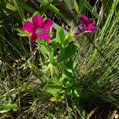 Calibrachoa excellens