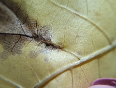 Phylloxera caryaevenae