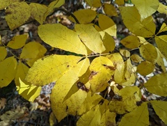 Phylloxera caryaevenae