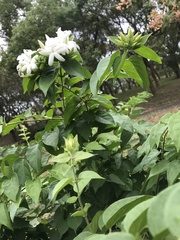 Jasminum multiflorum