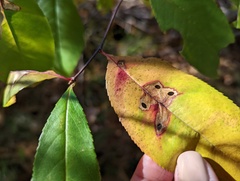 Coptodisca splendoriferella