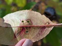 Coptodisca splendoriferella