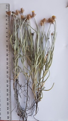 Syncarpha gnaphaloides