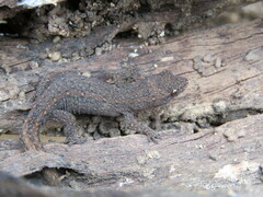 Crenadactylus ocellatus