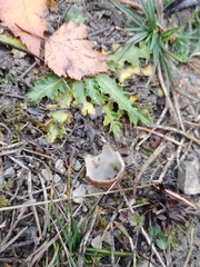 Humaria hemisphaerica