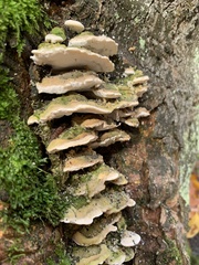 Rigidoporus