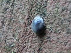 Coccinelloidea