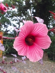 Hibiscus acetosella