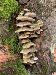 Rigidoporus