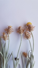 Syncarpha gnaphaloides