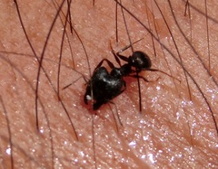 Pheidole
