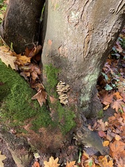 Rigidoporus