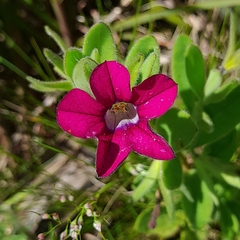 Calibrachoa excellens