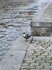 Fulica atra