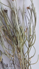 Syncarpha gnaphaloides