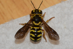 Dianthidium curvatum