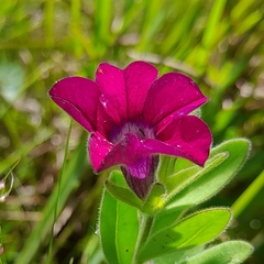 Calibrachoa excellens