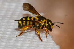 Dianthidium curvatum