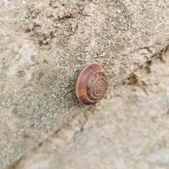 Aegista