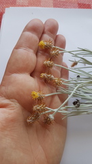 Syncarpha gnaphaloides