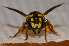 Dianthidium curvatum