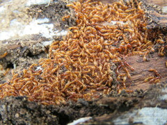 Ooceraea australis