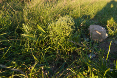 Echium vulgare