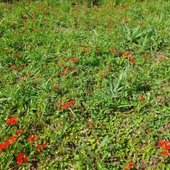 Glandularia peruviana