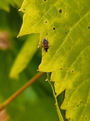 Kleidocerys resedae