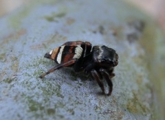 Ptocasius strupifer