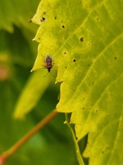 Kleidocerys resedae