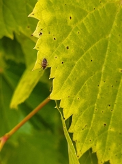 Kleidocerys resedae