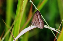 Capronnieria galesus