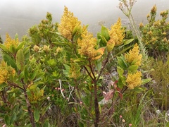 Laurophyllus capensis