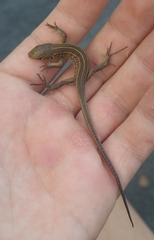 Lacerta trilineata