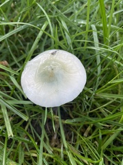 Stropharia caerulea