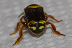 Dianthidium curvatum