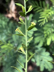 Osyridicarpos schimperianus