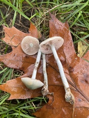 Stropharia caerulea