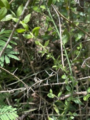 Osyridicarpos schimperianus
