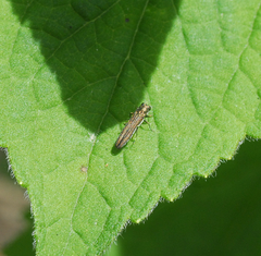 Agrilini