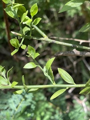 Osyridicarpos schimperianus