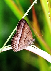 Capronnieria galesus