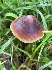 Macrocystidia cucumis