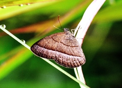 Capronnieria galesus