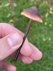 Macrocystidia cucumis