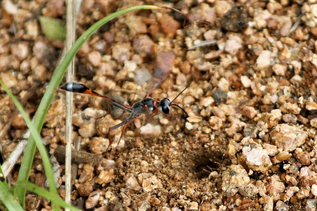 Ammophila rubiginosa