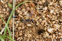 Ammophila rubiginosa